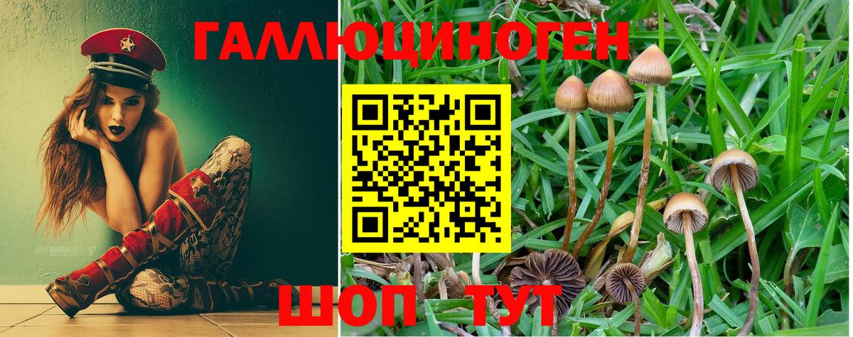 Псилоцибиновые грибы MAGIC MUSHROOMS  Галлюциногенные грибы Psilocybine cubensis  Елец 