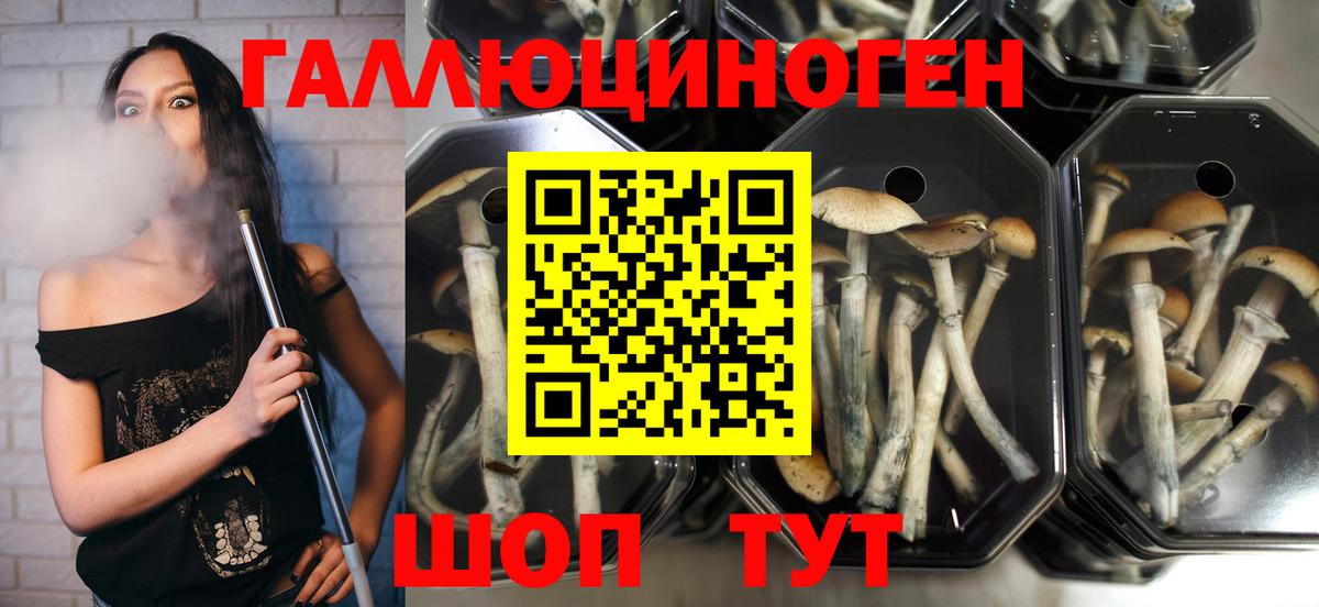 Псилоцибиновые грибы MAGIC MUSHROOMS  Вход с VPN  Елец 